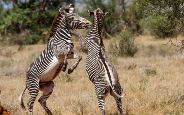 Grevy's zebras fighting