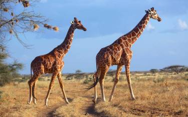Reticulated giraffes