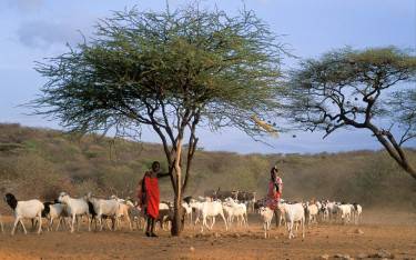 Samburu boys herding goats