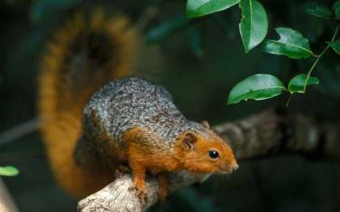 Red-bellied coast squirrel