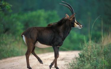 Sable antelope crossing the road