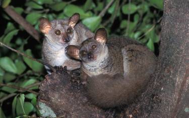 Greater galagos