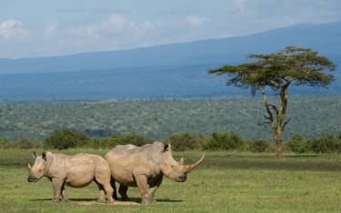White rhino with calf in Solio Ranch