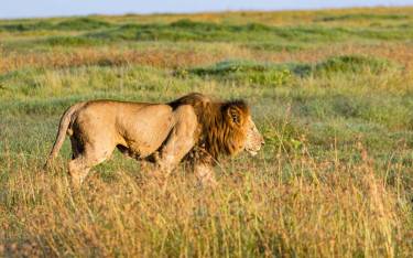 Male lion walking