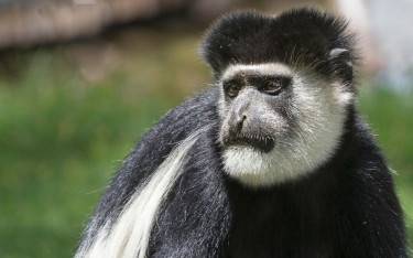 Black and white colobus monkey