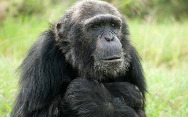 Chimp in Sweetwaters Chimpanzee  Sanctuary