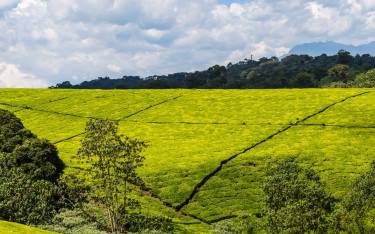 Tea plantation on rolling hills