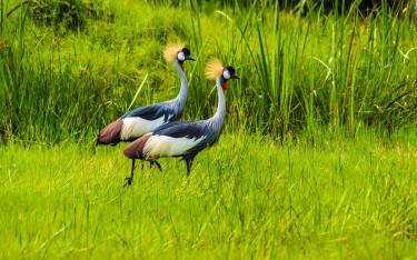Grey crowned cranes
