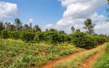 Coffee plantation