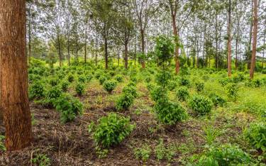 Coffee plantation