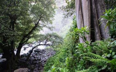 Forest at the base of Thomson's Falls