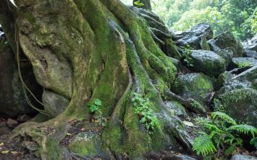 Forest at the base of Thomson's Falls