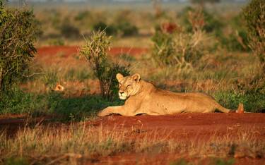 Lioness resting