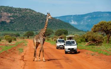 Masai giraffe crossing the red-earth road