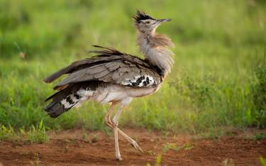 Kori bustard displaying