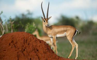 Grant's gazelle next to termite mound