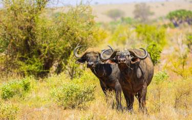 Buffalo bulls