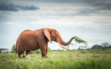 Elephant covered in red dust