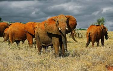 Elephants covered in red dust