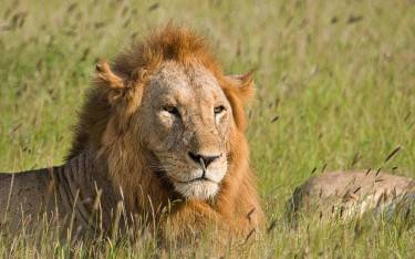 Male lion with scraggy mane
