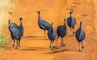Vulturine guineafowl