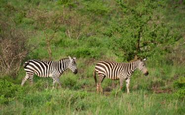 Zebras walking