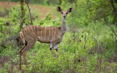 Lesser kudu