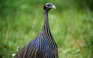 Vulturine guineafowl