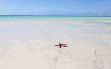 Starfish at low tide