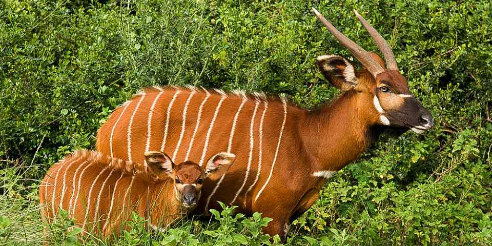 10-Day Most Remarkable Adventure in Kenya