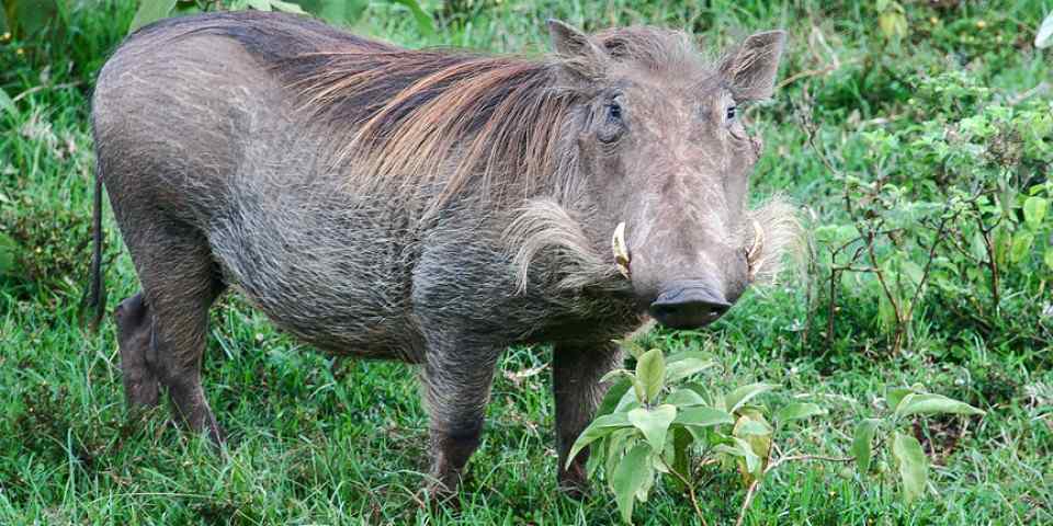 6-Day Amboseli - Tsavo West- Tsavo East Magic