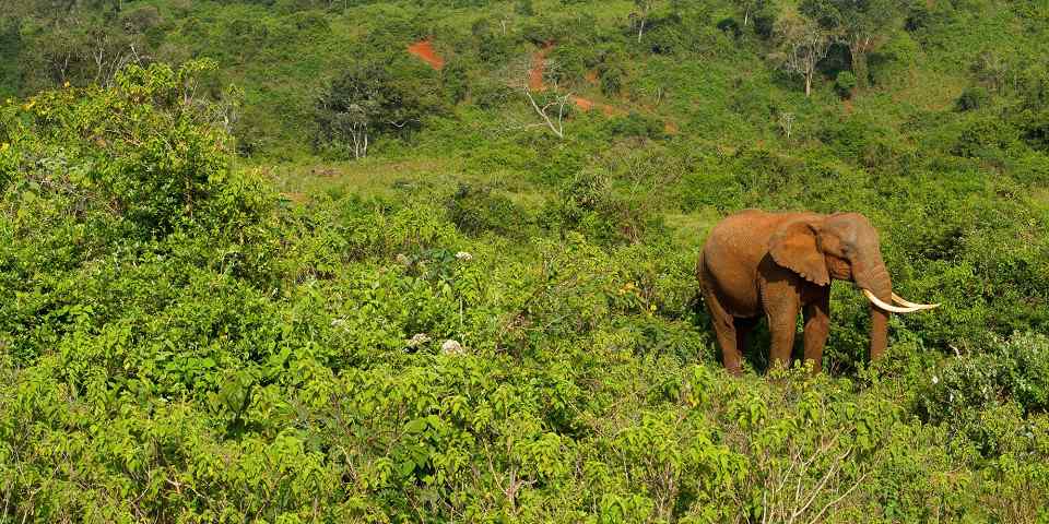 3-Day Aberdare National Park Safari from Nairobi