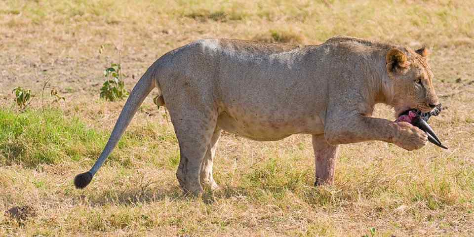 6-Day Amazing Sopa Circuit Safari