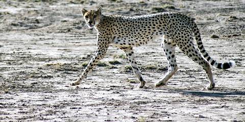 Amboseli Sopa Lodge Road Package