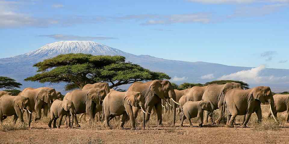 11-Day Safari in Kenya & Tanzania's Most Iconic Parks
