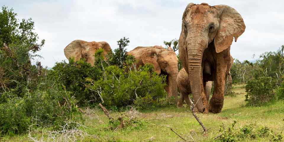 4-Day Nairobi-Amboseli-Tsavo East to Mombasa Beach