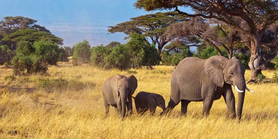 6-Day Soul of the Savannah-Kenya's Scenic Safari Escape