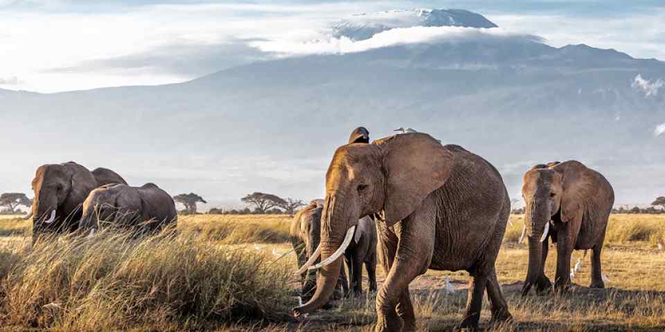5-Day Mombasa - Tsavo East Tsavo West Amboseli - Nairobi