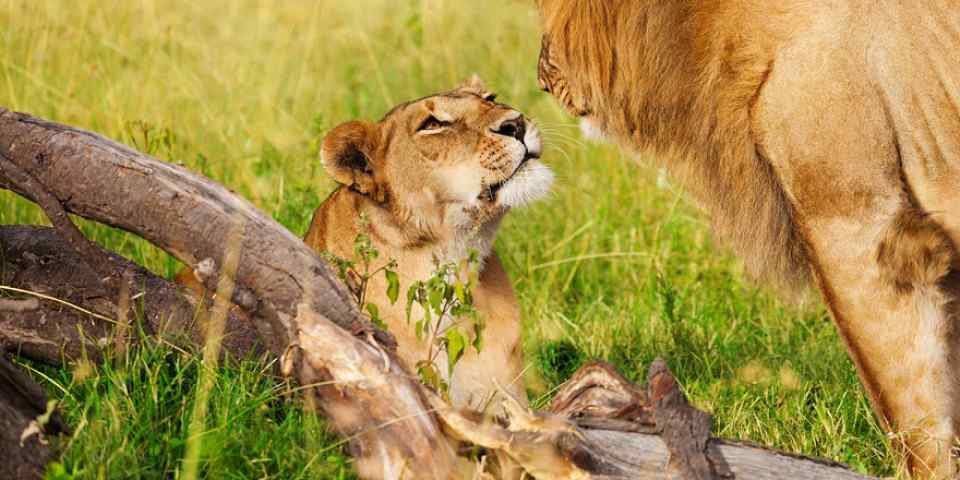 7-Day Masai Mara – Lake Nakuru – Naivasha – Amboseli