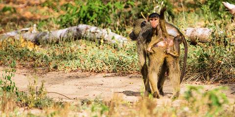 4-Day Masai Mara, Lake Nakuru & Hell's Gate Adventure