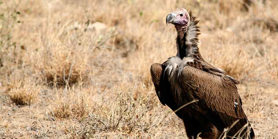 4-Day Taste of Kenya - Luxury