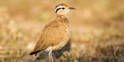 5-Day Coastal to Kilimanjaro Grand Safari