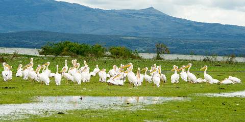 4-Day Lake Naivasha Walking and Mara Horseback Safari