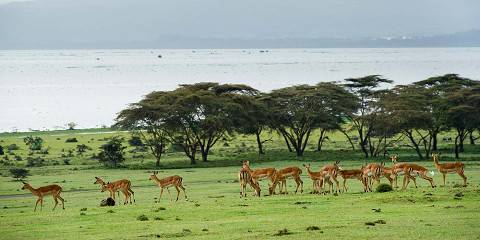 5-Day Nairobi NP, Hell's Gate NP & Lake Naivasha Safari