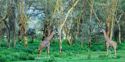 1-Day L Naivasha & Hell's Gate Safari from Nairobi