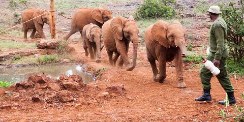 4-Day Tsavo West & East Amboseli Safari from Mombasa