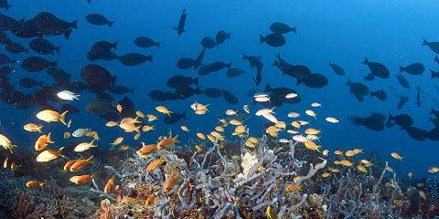 Snorkeling at Kisite Marine Park and Wasini Island