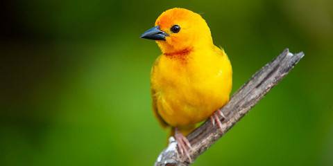 6-Day Midrange Savannah Dreams-Maasai Mara to Amboseli