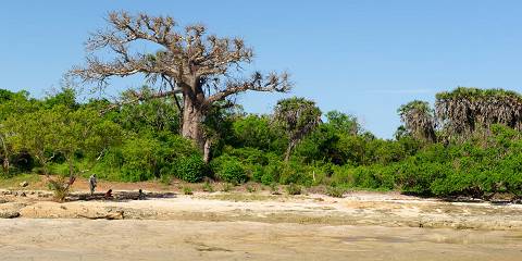 ½-Day Morning/Afternoon Diani Village Bush Private Tour