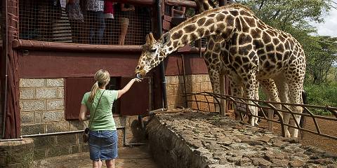 Nairobi's Premier Wildlife Experience